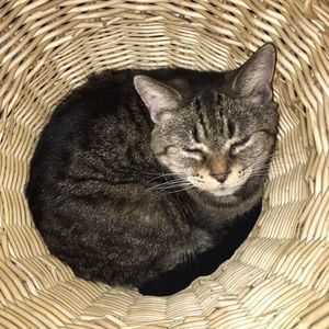 Meet your Posher, Angela